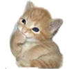 Tierno 18