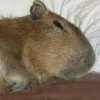 Capybara Are My Life 25