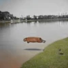 Capybara Are My Life 28