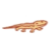 Cute Bearded Dragons 16