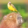 Capybara Are My Life 29
