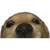 Tierno 29