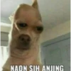 NAON SIH ANJING