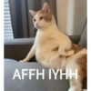 AFFH IYHH
