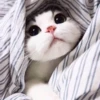 Animais Fofos 5