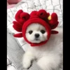 Animais Fofos 6