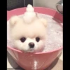 Animais Fofos 7