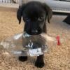 Animais Fofos 9