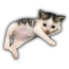 Gatitos y algo más 5