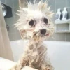 Animais Fofos 10