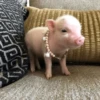 Animais Fofos 11