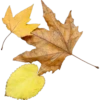Otoño 1 10