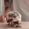 Animais Fofos 14