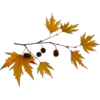 Otoño 1 13