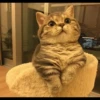 Animais Fofos 19