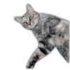 Gatitos y algo más 14