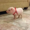 Animais Fofos 20