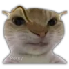 Gatitos y algo más 17