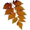 Otoño 1 21