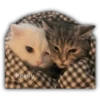 Gatitos y algo más 21