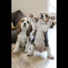 Animais Fofos 21