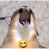 XD