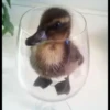 Animais Fofos 29