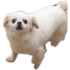 perros 2022 5