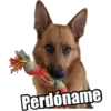 perros 2022 6