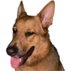 perros 2022 8