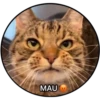 MAU