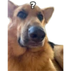 perros 2022 9