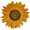 k.immelan 8