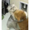 Meow Mood v2 6