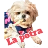 perros 2022 11