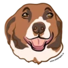 Adopt 6