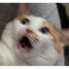 Meow Mood v2 9