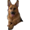 perros 2022 16