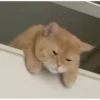 Meow Mood v2 13