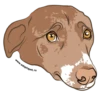 Adopt 12