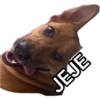 perros 2022 21