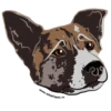 Adopt 13