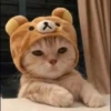 Meow Mood v2 14
