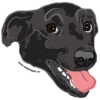 Adopt 14