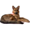 perros 2022 22