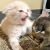 Meow Mood v2 15