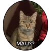 MAU??