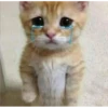 Meow Mood v2 17