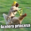 perros 2022 24