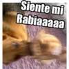 perros 2022 25